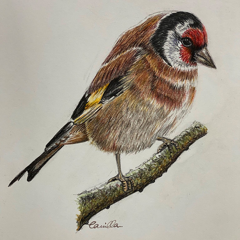 Wildlife – Red Bird